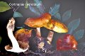 Cortinarius cedretorum-amf633